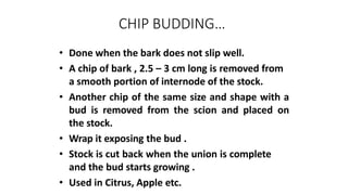 CHIP BUDDING…
• Done when the bark does not slip well.
• A chip of bark , 2.5 – 3 cm long is removed from
a smooth portion of internode of the stock.
• Another chip of the same size and shape with a
bud is removed from the scion and placed on
the stock.
• Wrap it exposing the bud .
• Stock is cut back when the union is complete
and the bud starts growing .
• Used in Citrus, Apple etc.
 