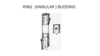 RING (ANNULAR ) BUDDING
 