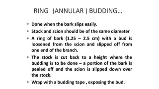 RING (ANNULAR ) BUDDING…
• Done when the bark slips easily.
• Stock and scion should be of the same diameter
• A ring of bark (1.25 – 2.5 cm) with a bud is
loosened from the scion and slipped off from
one end of the branch.
• The stock is cut back to a height where the
budding is to be done – a portion of the bark is
peeled off and the scion is slipped down over
the stock.
• Wrap with a budding tape , exposing the bud.
 