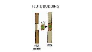 FLUTE BUDDING
 