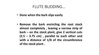 FLUTE BUDDING…
• Done when the bark slips easily
• Remove the bark encircling the root stock
almost completely , leaving a narrow strip of
bark – on the stock plant, give 2 vertical cuts
(2.5 – 3.75 cm) , parallel to each other and
with a distance of 1/8 of the circumference
of the stock plant .
 