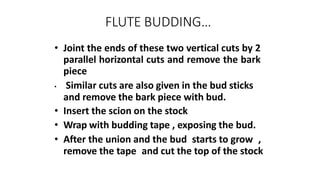 FLUTE BUDDING…
• Joint the ends of these two vertical cuts by 2
parallel horizontal cuts and remove the bark
piece
• Similar cuts are also given in the bud sticks
and remove the bark piece with bud.
• Insert the scion on the stock
• Wrap with budding tape , exposing the bud.
• After the union and the bud starts to grow ,
remove the tape and cut the top of the stock
 