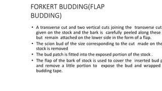 FORKERT BUDDING(FLAP
BUDDING)
• A transverse cut and two vertical cuts joining the transverse cuts
given on the stock and the bark is carefully peeled along these
but remain attached on the lower side in the form of a flap.
• The scion bud of the size corresponding to the cut made on the
stock is removed
• The bud patch is fitted into the exposed portion of the stock .
• The flap of the bark of stock is used to cover the inserted bud p
and remove a little portion to expose the bud and wrapped
budding tape.
 