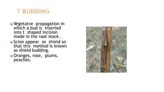⦿Vegetatve propagation in
which a bud is inserted
into t shaped incision
made in the root stock .
⦿Scion appear as shield so
that this method is known
as shield budding.
⦿Oranges, rose, plums,
peaches.
 