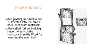 ⦿Bud grafting in which a bud
is inserted into the flap of
bark lifted from rootstock.
⦿Also called forkert budding
since the bark of the
rootstock is gently lifted for
inserting the scion bud.
 