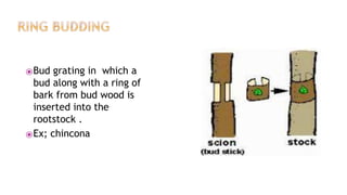 ⦿Bud grating in which a
bud along with a ring of
bark from bud wood is
inserted into the
rootstock .
⦿Ex; chincona
 