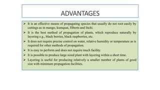 ADVANTAGES
 It is an effective means of propagating species that usually do not root easily by
cuttings as in mango, kumquat, filberts and litchi.
 It is the best method of propagation of plants, which reproduce naturally by
layering e.g., black berries, black raspberries, etc.
 It does not require precise control on water, relative humidity or temperature as is
required for other methods of propagation.
 It is easy to perform and does not require much facility.
 It is possible to produce large sized plant with layering within a short time.
 Layering is useful for producing relatively a smaller number of plants of good
size with minimum propagation facilities.
 