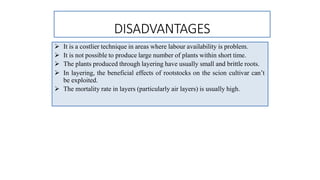 DISADVANTAGES
 It is a costlier technique in areas where labour availability is problem.
 It is not possible to produce large number of plants within short time.
 The plants produced through layering have usually small and brittle roots.
 In layering, the beneficial effects of rootstocks on the scion cultivar can’t
be exploited.
 The mortality rate in layers (particularly air layers) is usually high.
 