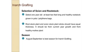 Inarch Grafting
Selection of Scion and Rootstock:
● Select one year old at least two feet long and healthy rootstock
grown in pots / polythene bags.
● Root stock plant and scion stock plant sticks should have equal
thickness. It should be from current year growth and from
healthy mother plant
Season
● August-September is best season for Inarch Grafting.
 