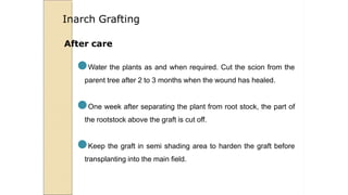 After care
●Water the plants as and when required. Cut the scion from the
parent tree after 2 to 3 months when the wound has healed.
●One week after separating the plant from root stock, the part of
the rootstock above the graft is cut off.
●Keep the graft in semi shading area to harden the graft before
transplanting into the main field.
Inarch Grafting
 