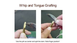 Whip and Tongue Grafting
Use the pith as center and split the stem. Note finger position!
 