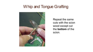 Whip and Tongue Grafting
Repeat the same
cuts with the scion
wood except cut
the bottom of the
scion.
 