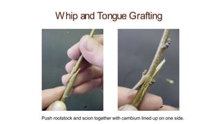 Whip and Tongue Grafting
Push rootstock and scion together with cambium lined up on one side.
 