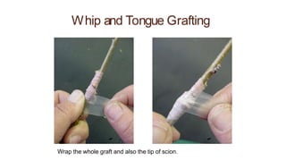 Whip and Tongue Grafting
Wrap the whole graft and also the tip of scion.
 