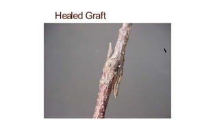 Healed Graft
 