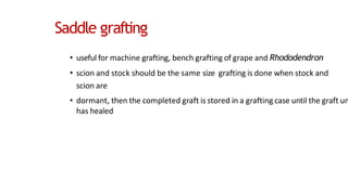 Saddle grafting
• useful for machine grafting, bench grafting of grape and Rhododendron
• scion and stock should be the same size grafting is done when stock and
scion are
• dormant, then the completed graft is stored in a grafting case until the graft un
has healed
 