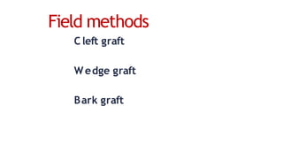 Field methods
C left graft
Wedge graft
Bark graft
 