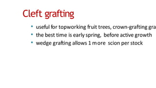 Cleft grafting
• useful for topworking fruit trees, crown-grafting gra
• the best time is early spring, before active growth
• wedge grafting allows 1 more scion per stock
 