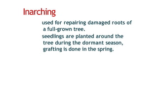 Inarching
used for repairing damaged roots of
a full-grown tree.
seedlings are planted around the
tree during the dormant season,
grafting is done in the spring.
 