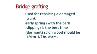 Bridge grafting
used for repairing a damaged
trunk
early spring (with the bark
slipping) is the best time
(dormant) scion wood should be
1/4 to 1/2 in. diam.
 