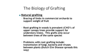 The Biology of Grafting
● Natural grafting
◦ Bracing of limbs in commercial orchards to
support weight of fruit
◦ Root grafting in woods is prevalent (CHO’s of
upper canopy trees provide support for
understory trees). This grafts only occur
between trees of the same species
◦ Problems with root grafting include:
transmission of fungi, bacteria and viruses
between plants (Dutch Elm Disease spreads this
way)
 