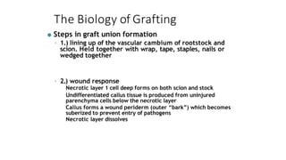 The Biology of Grafting
● Steps in graft union formation
◦ 1.) lining up of the vascular cambium of rootstock and
scion. Held together with wrap, tape, staples, nails or
wedged together
◦ 2.) wound response
Necrotic layer 1 cell deep forms on both scion and stock
Undifferentiated callus tissue is produced from uninjured
parenchyma cells below the necrotic layer
Callus forms a wound periderm (outer “bark”) which becomes
suberized to prevent entry of pathogens
Necrotic layer dissolves
 