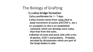 The Biology of Grafting
◦ 3.) callus bridge formation
Callus proliferates for 1 - 7 days
Callus mostly comes from scion (due to
basal movement of auxins and CHO’s, etc.)
An exception to this is on established
rootstock which can develop more callus
than that from the scion.
Adhesion of scion and stock cells with a mix
of pectins, CHO’s and proteins. Probably
secreted by dictyosomes which are part of
the Golgi bodies in cells.
 
