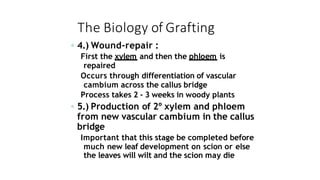 The Biology of Grafting
◦ 4.) Wound-repair :
First the xylem and then the phloem is
repaired
Occurs through differentiation of vascular
cambium across the callus bridge
Process takes 2 - 3 weeks in woody plants
◦ 5.) Production of 2º xylem and phloem
from new vascular cambium in the callus
bridge
Important that this stage be completed before
much new leaf development on scion or else
the leaves will wilt and the scion may die
 