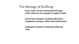 The Biology of Grafting
Some water can be translocated through
callus cells but not enough to support leaves
Cell-to-cell transport via plasmodesmata =
symplastic transport (links cells membranes)
Apoplastic transport is between adhering
cells
 