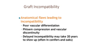 Graft Incompatibility
●Anatomical flaws leading to
incompatibility
◦ Poor vascular differentiation
◦ Phloem compression and vascular
discontinuity
◦ Delayed incompatibility may take 20 years
to show up (often in conifers and oaks)
 