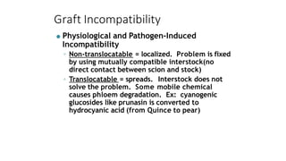 Graft Incompatibility
● Physiological and Pathogen-Induced
Incompatibility
◦ Non-translocatable = localized. Problem is fixed
by using mutually compatible interstock(no
direct contact between scion and stock)
◦ Translocatable = spreads. Interstock does not
solve the problem. Some mobile chemical
causes phloem degradation. Ex: cyanogenic
glucosides like prunasin is converted to
hydrocyanic acid (from Quince to pear)
 