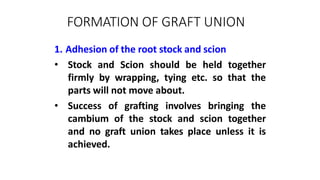 FORMATION OF GRAFT UNION
1. Adhesion of the root stock and scion
• Stock and Scion should be held together
firmly by wrapping, tying etc. so that the
parts will not move about.
• Success of grafting involves bringing the
cambium of the stock and scion together
and no graft union takes place unless it is
achieved.
 