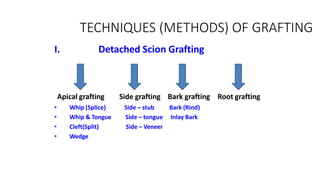 TECHNIQUES (METHODS) OF GRAFTING
I. Detached Scion Grafting
Apical grafting Side grafting Bark grafting Root grafting
• Whip (Splice) Side – stub Bark (Rind)
• Whip & Tongue
• Cleft(Split)
• Wedge
Side – tongue
Side – Veneer
Inlay Bark
 
