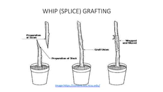 WHIP (SPLICE) GRAFTING
Image:https://content.ces.ncsu.edu/
 