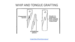 WHIP AND TONGUE GRAFTING
Image:http://rfcarchives.org.au/
 