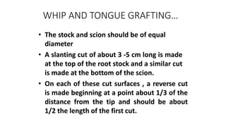 WHIP AND TONGUE GRAFTING…
• The stock and scion should be of equal
diameter
• A slanting cut of about 3 -5 cm long is made
at the top of the root stock and a similar cut
is made at the bottom of the scion.
• On each of these cut surfaces , a reverse cut
is made beginning at a point about 1/3 of the
distance from the tip and should be about
1/2 the length of the first cut.
 