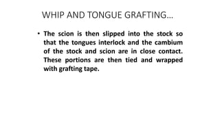 WHIP AND TONGUE GRAFTING…
• The scion is then slipped into the stock so
that the tongues interlock and the cambium
of the stock and scion are in close contact.
These portions are then tied and wrapped
with grafting tape.
 