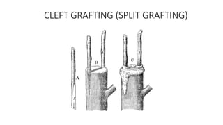 CLEFT GRAFTING (SPLIT GRAFTING)
 