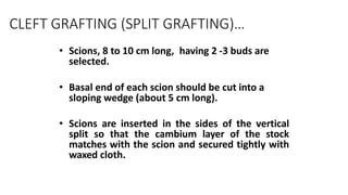 CLEFT GRAFTING (SPLIT GRAFTING)…
• Scions, 8 to 10 cm long, having 2 -3 buds are
selected.
• Basal end of each scion should be cut into a
sloping wedge (about 5 cm long).
• Scions are inserted in the sides of the vertical
split so that the cambium layer of the stock
matches with the scion and secured tightly with
waxed cloth.
 