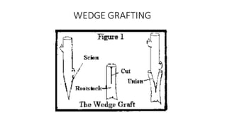 WEDGE GRAFTING
 