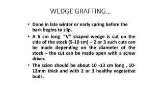 WEDGE GRAFTING…
• Done in late winter or early spring before the
bark begins to slip.
• A 5 cm long “V” shaped wedge is cut on the
side of the stock (5-10 cm) – 2 or 3 such cuts can
be made depending on the diameter of the
stock – the cut can be made open with a screw
driver.
• The scion should be about 10 -13 cm long , 10-
12mm thick and with 2 or 3 healthy vegetative
buds.
 