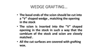 WEDGE GRAFTING…
• The basal ends of the scion should be cut into
a “V” shaped wedge , matching the opening
in the stock
• The scion is inserted into the “V” shaped
opening in the stock in such a way that the
cambium of the stock and scion are closely
matched .
• All the cut surfaces are covered with grafting
wax.
 