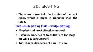 SIDE GRAFTING
• The scion is inserted into the side of the root
stock, which is larger in diameter than the
scion.
Side – stub grafting (Side – wedge grafting)
• Simplest and most effective method
• Useful in branches of trees that are too large
for whip & tongue graft
• Root stocks - branches of about 2.5 cm
 