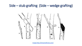 Side – stub grafting (Side – wedge grafting)
Image:http://himachalfruits.com/
 