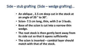 Side – stub grafting (Side – wedge grafting)…
• An oblique , 2.5 cm deep cut in the stock at
an angle of 20 ° to 30°.
• Scion- 7.5 cm long, thin, with 2 or 3 buds.
• Base of the scion is cut into a narrow thin
wedge.
• The root stock is then gently bent away from
its side cut so that it opens sufficiently
• The scion is inserted – cambial layer should
match with that of the stock.
 