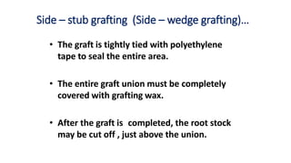 Side – stub grafting (Side – wedge grafting)…
• The graft is tightly tied with polyethylene
tape to seal the entire area.
• The entire graft union must be completely
covered with grafting wax.
• After the graft is completed, the root stock
may be cut off , just above the union.
 