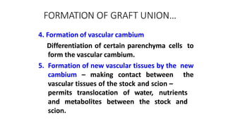 FORMATION OF GRAFT UNION…
4. Formation of vascular cambium
Differentiation of certain parenchyma cells to
form the vascular cambium.
5. Formation of new vascular tissues by the new
cambium – making contact between the
vascular tissues of the stock and scion –
nutrients
and metabolites between
permits translocation of water,
the stock and
scion.
 