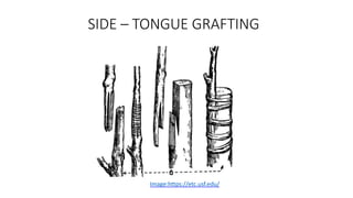 SIDE – TONGUE GRAFTING
Image:https://etc.usf.edu/
 