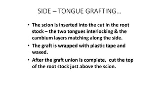 SIDE – TONGUE GRAFTING…
• The scion is inserted into the cut in the root
stock – the two tongues interlocking & the
cambium layers matching along the side.
• The graft is wrapped with plastic tape and
waxed.
• After the graft union is complete, cut the top
of the root stock just above the scion.
 