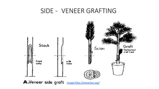 SIDE - VENEER GRAFTING
Image:http://www.fao.org/
 